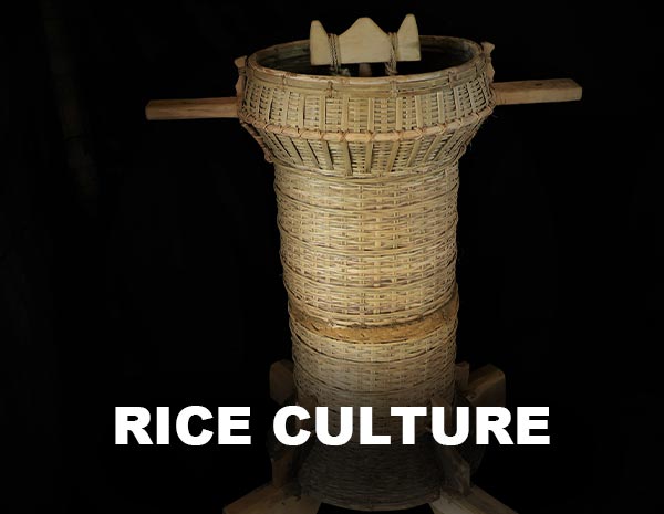 Cycle of Rice