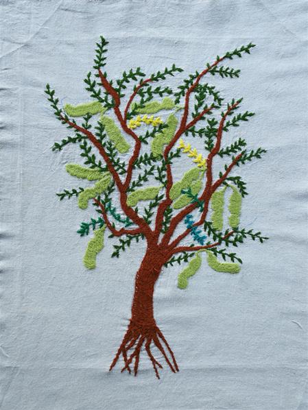 <b>tamarind tree</b>