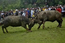 <b>buffalo fight</b>