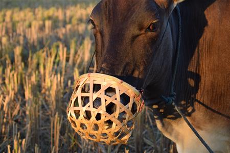 <b>cow muzzle</b>